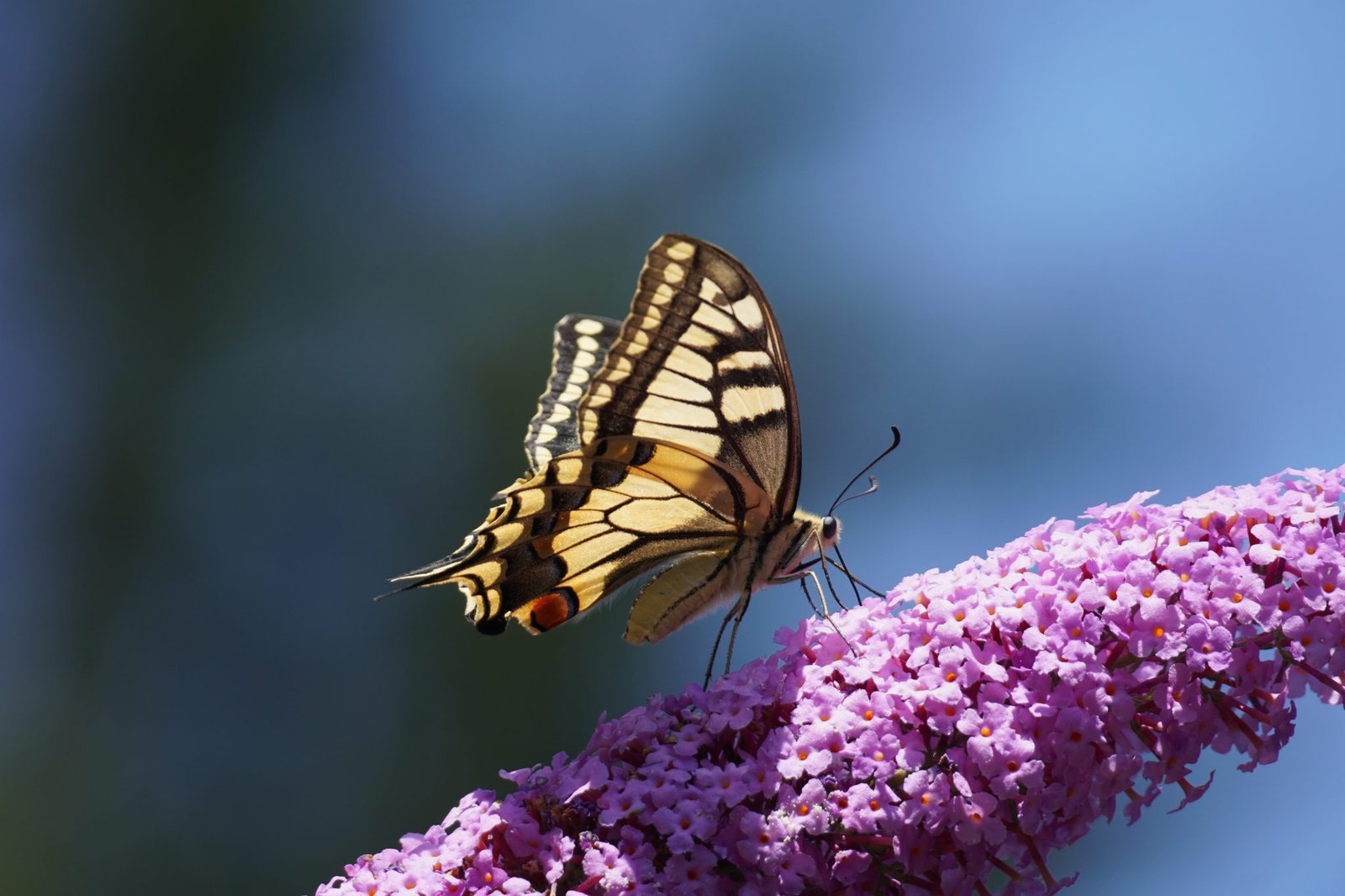 Papillon jaune aux ailes dorées posé sur une fleur, symbolisant la joie et la transformation spirituelle