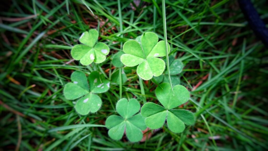 Trèfle à Quatre Feuilles : Signification