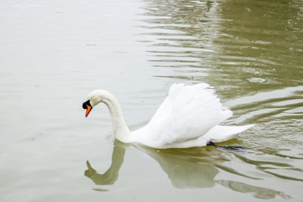 Cygne signification spirituelle : grâce et transformation 3 white swan elegant pendant